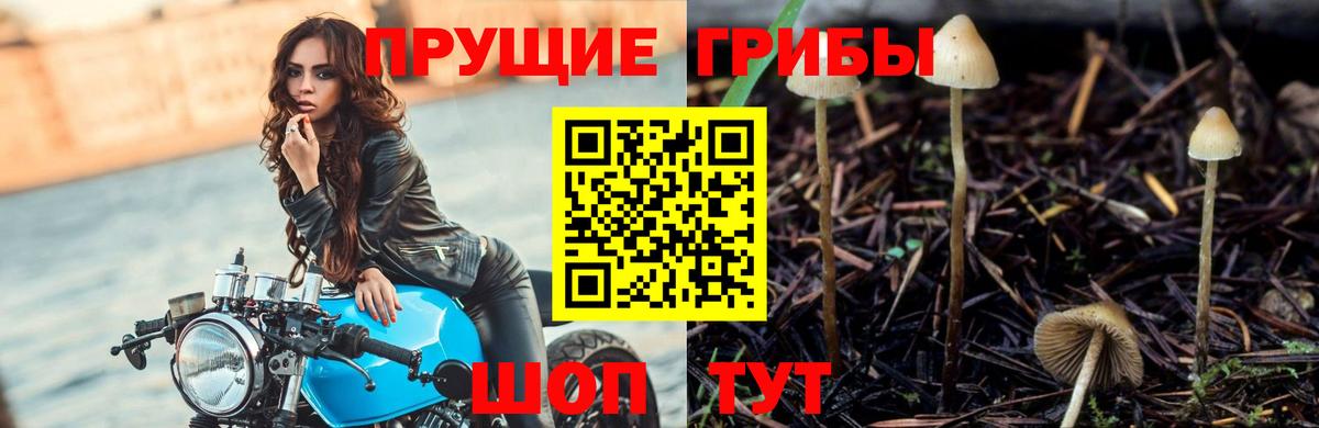 Казань  Псилоцибиновые грибы GOLDEN TEACHER  Вход с VPN 